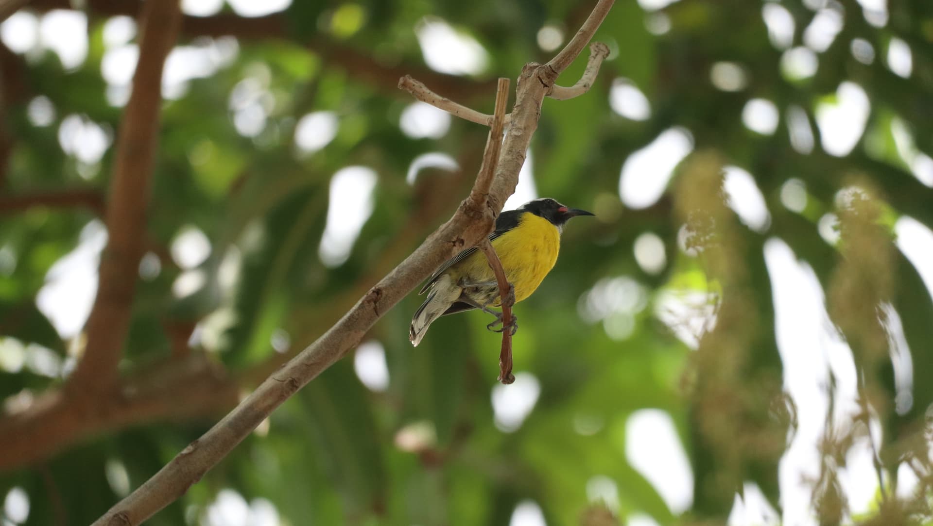 Aruba