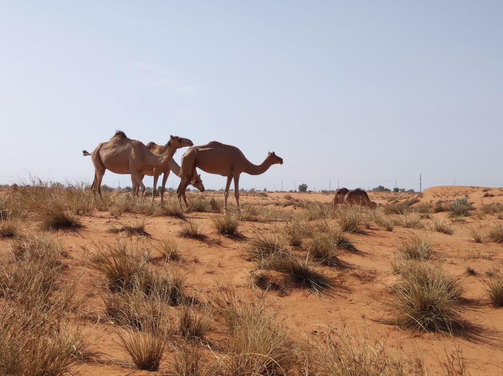 United Arab Emirates