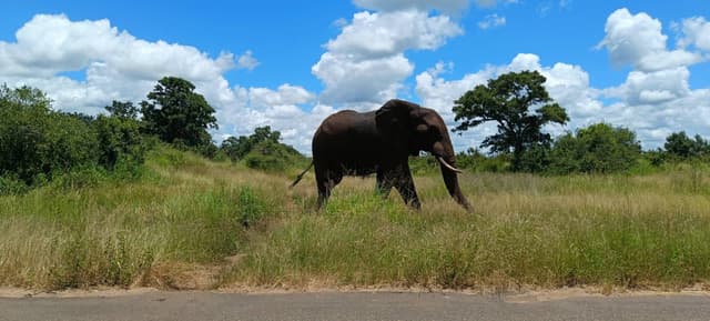 Billede 1 af Niels Birk Amdi I. (21.2.26)