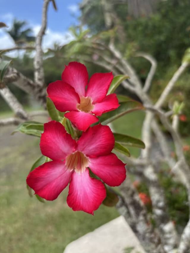 Photo 1 by Carol L. about renting a Renault Captur at Pointe a Pitre Airport (6/9/25)