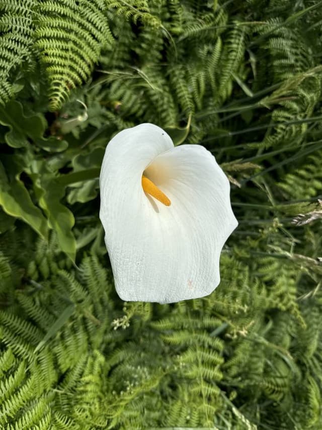 Foto 1 von Heinz M. über die Anmietung eines Fiat Panda am Flughafen Ponta Delgada (8.6.24)