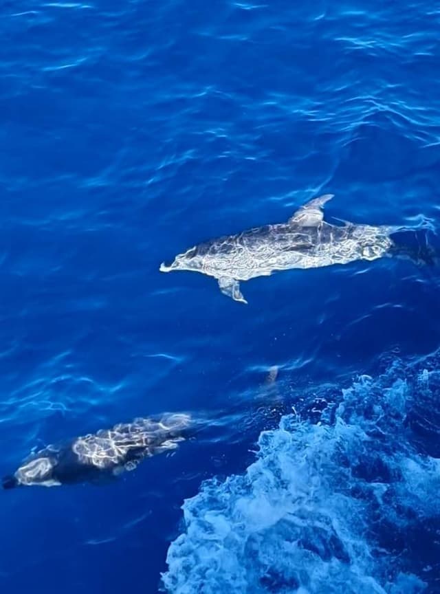 Nuotrauka 1, pateikta ZIVILE K. (26-01-12)