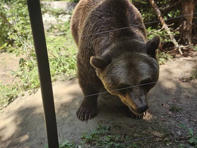 Foto 1 de Grigori B. (15/7/24)