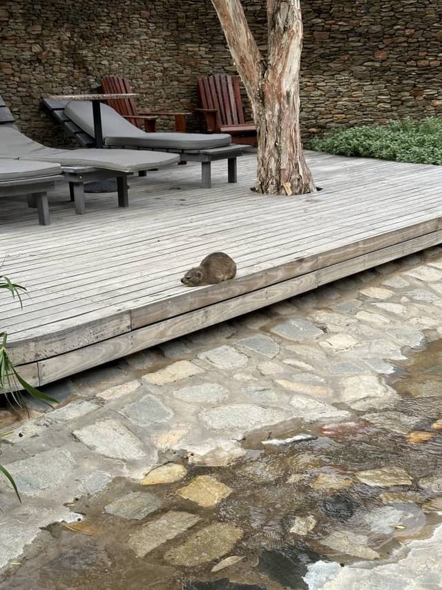 Photo 1 by Fiona T. about hiring a Hyundai Venue at Cape Town Airport (16.04.24)