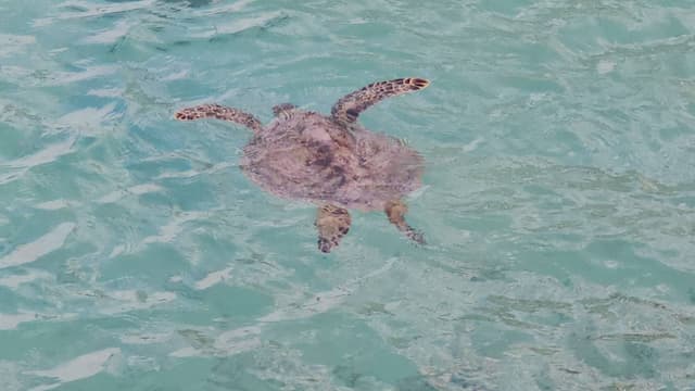 Photo 1 by Dylan L. about renting a Dacia Logan in New Caledonia (7/7/25)