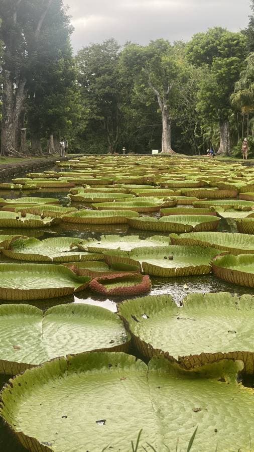 Photo 1 by Raymond A. about hiring a Suzuki Swift in Plaisance (31/03/25)