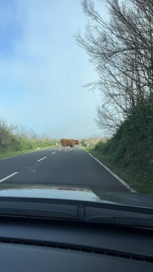 Photo 1 by Martha K. about renting a Citroen C3 Aircross at Madeira Funchal Airport (6/28/25)