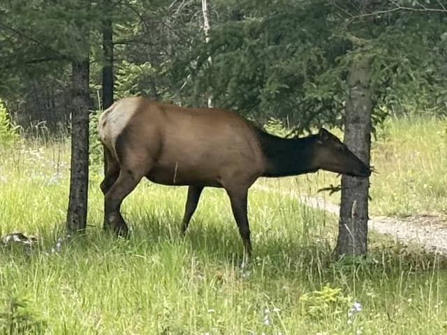 Photo 1 by Gaynor W. about hiring a Ford Escape at Calgary Airport (19/07/26)