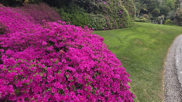 Photo by Mihai G. (4/14/26)