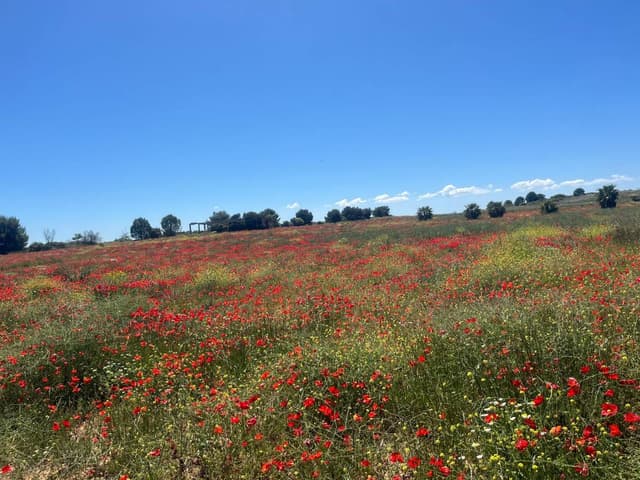 Foto 1 di Antonio P. sul noleggio di una Fiat 500 a Brindisi (04/05/24)