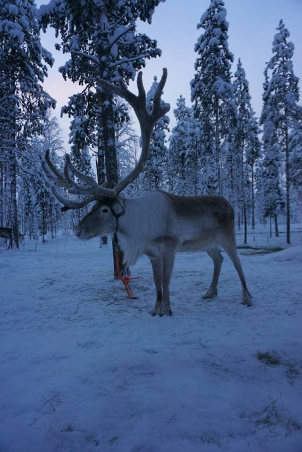 Photo 3 par Helena M. sur la location d'un Volkswagen Polo en Finlande (04/01/24)