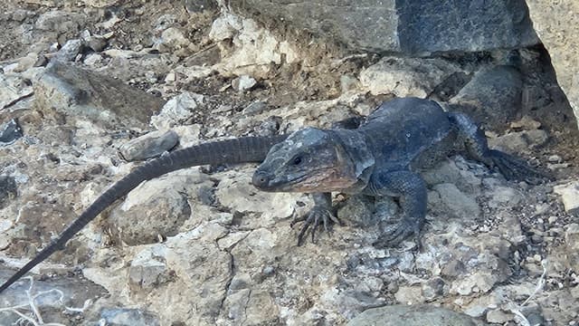 Photo 1 by Ostorhazi L. (11/12/25)