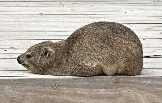 Photo 4 by Fiona T. about hiring a Hyundai Venue at Cape Town Airport (16.04.24)