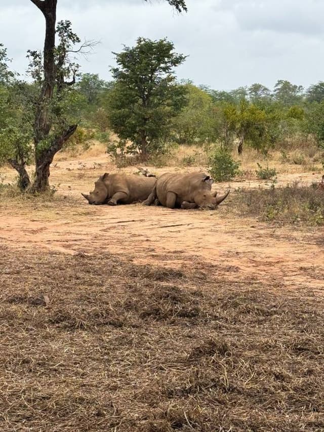 Photo 3 by COLLEEN D. about renting a Volkswagen Polo in Zambia (4/22/25)