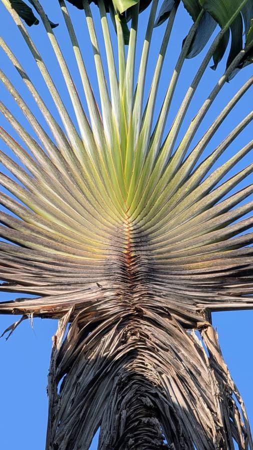 Photo 1 by Cornelis V. (3/29/26)