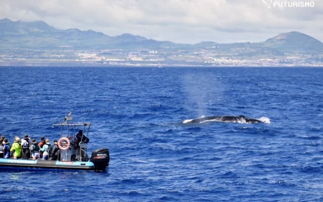 Photo 1 by Stephanie M. about renting a Citroen C3 in the Azores Islands (8/13/25)