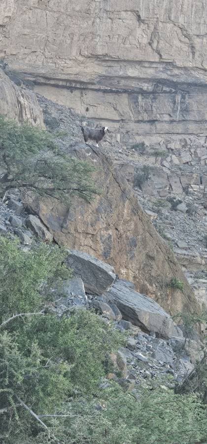 Foto 2 van Naima S. (9-8-25)