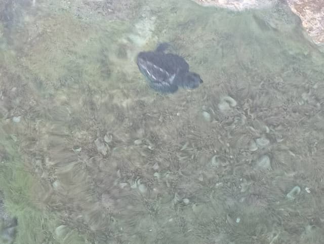 Foto 1 di Pio G. sul noleggio di una Renault Twingo a Zante (15/08/23)