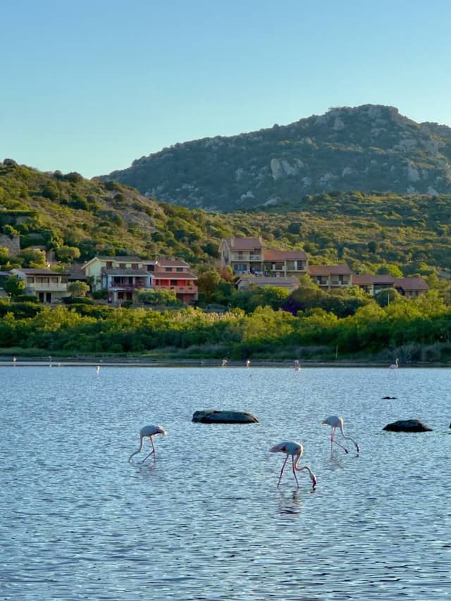Photo 1 by Avneet Singh V. about hiring a Fiat 500 on Sardinia (14.06.24)