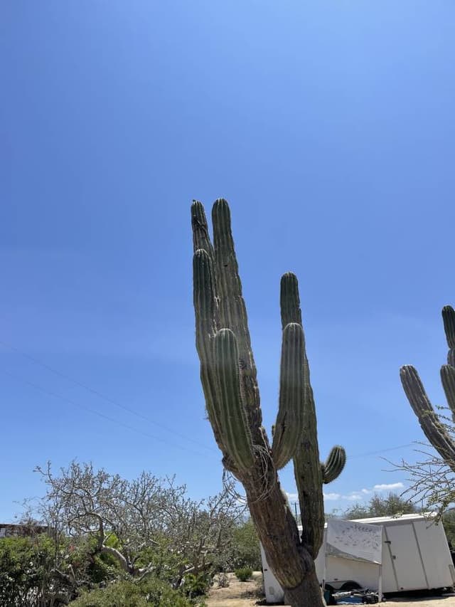 Photo by Ashley N. about renting a Volkswagen Jetta in San Jose del Cabo (7/10/22)