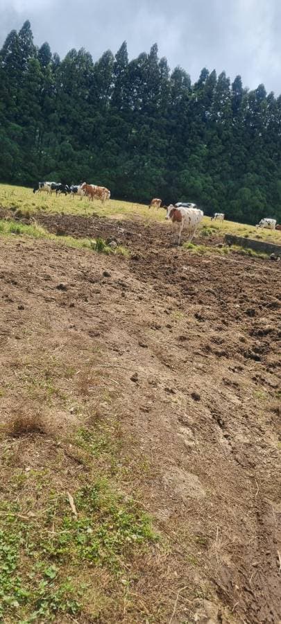 Foto 3 de Ana F. sobre o aluguer de um Renault Twingo em Portugal - no arquipélago dos Açores (16/07/25)