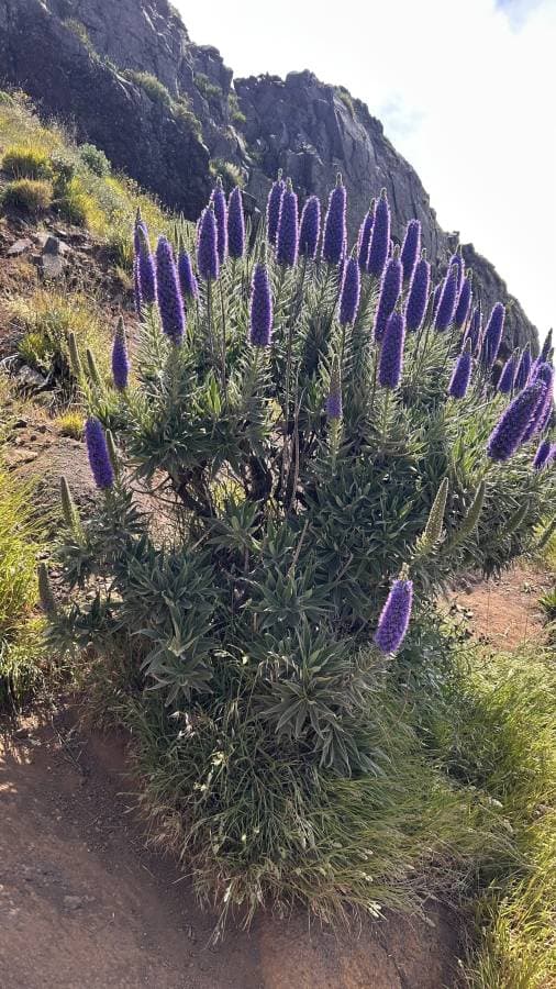 Foto 1 van Barendina S. over het huren van een Fiat 500X in Madeira (21-6-25)