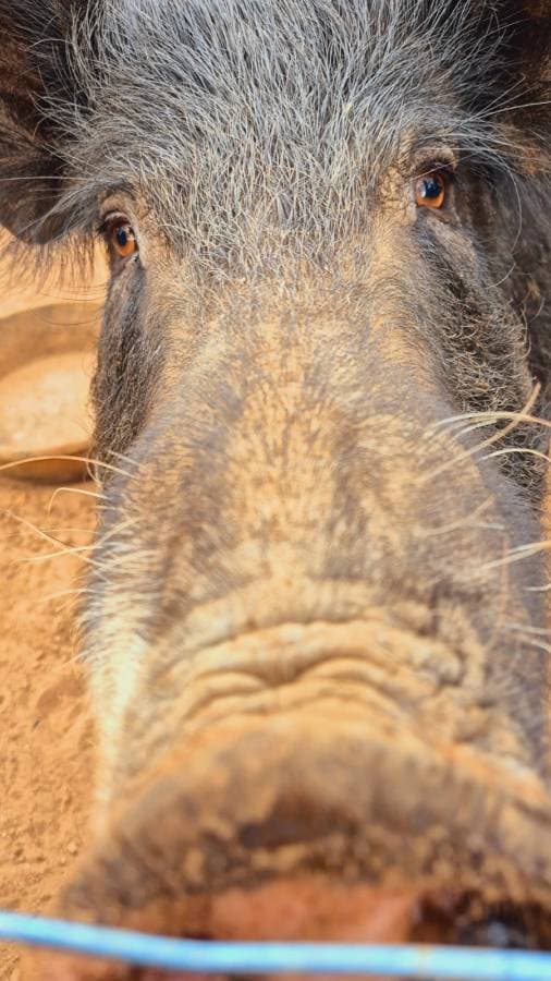 Photo 2 by Fiona P. about hiring a Mitsubishi ASX in Australia (14/11/25)