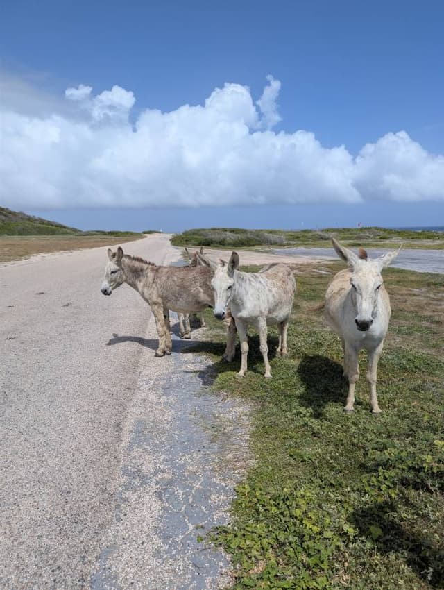 Photo 1 by Michele G. (1/24/26)