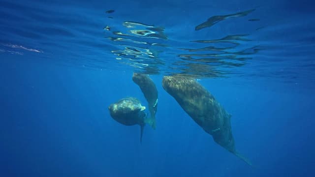 Photo by Ivan I. about hiring a Toyota Yaris in Mauritius (02/02/26)