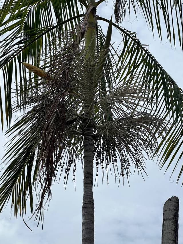 Foto 2 di joao F. (20/01/25)