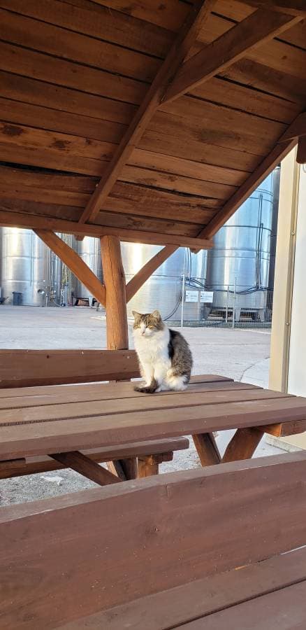 Henkilön Natalia O. kuva 1 (3.11.25)