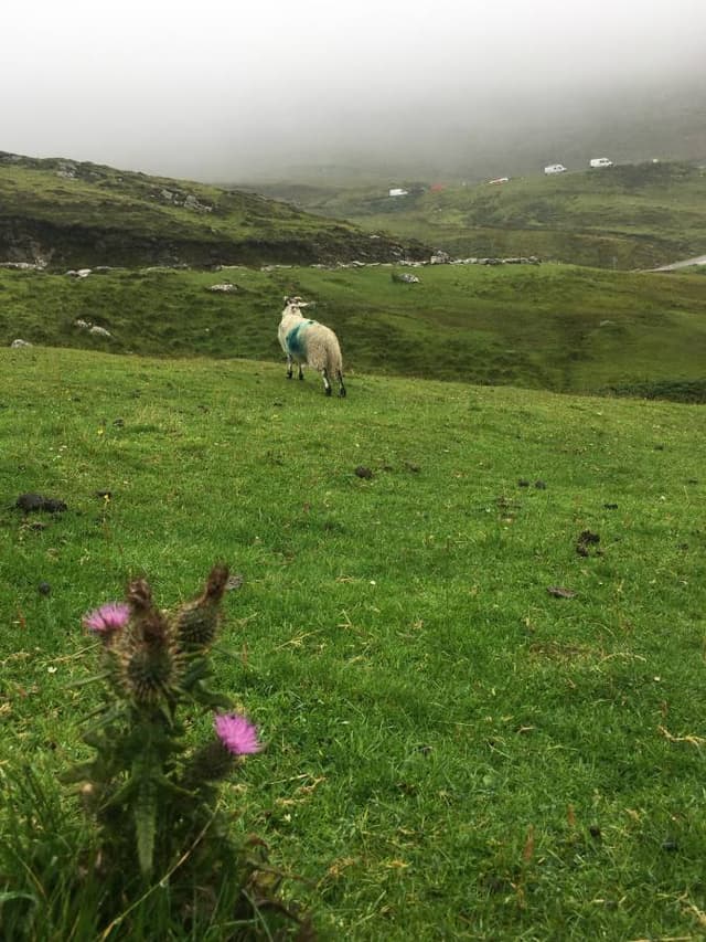 Photo 3 par Eric B. sur la location d'un Toyota Aygo en Irlande (16/08/24)