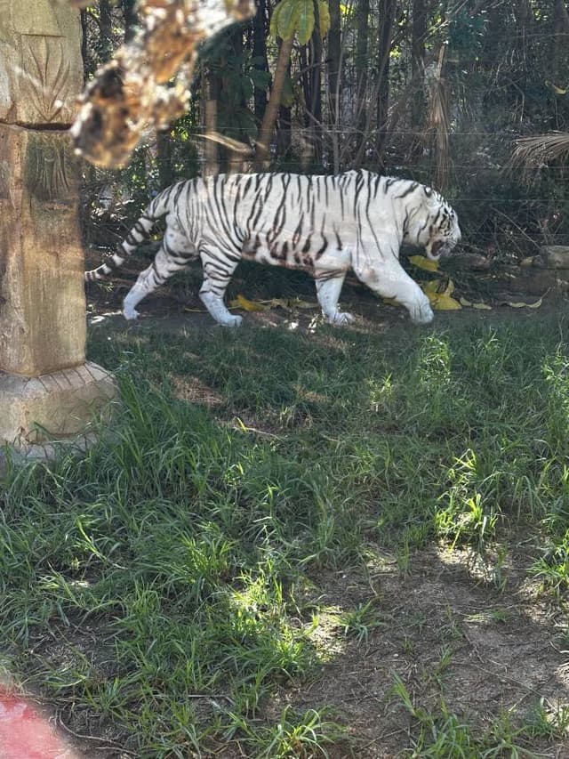 Photo 4 by Kestutis N. about hiring a Peugeot 2008 at Lanzarote Airport (03/01/26)