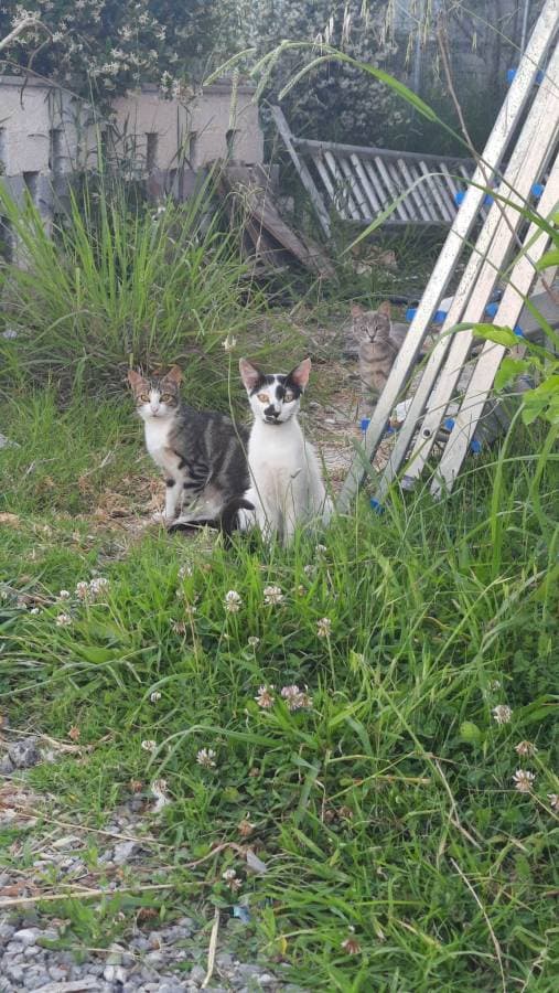 Fotografia 1 realizată de Silvian S. despre închirierea unei mașini Fiat Panda în Corfu (12.06.23)