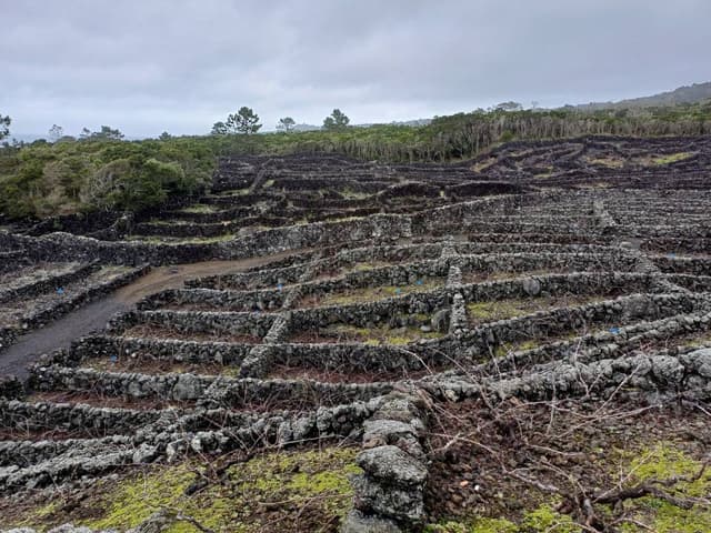 Photo 2 by Alexandre V. about renting a Renault Twingo in Pico (1/23/24)