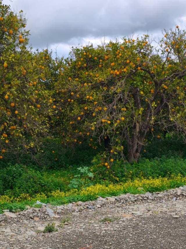 Foto 1 von Ahmet Sahin B. (25.3.26)