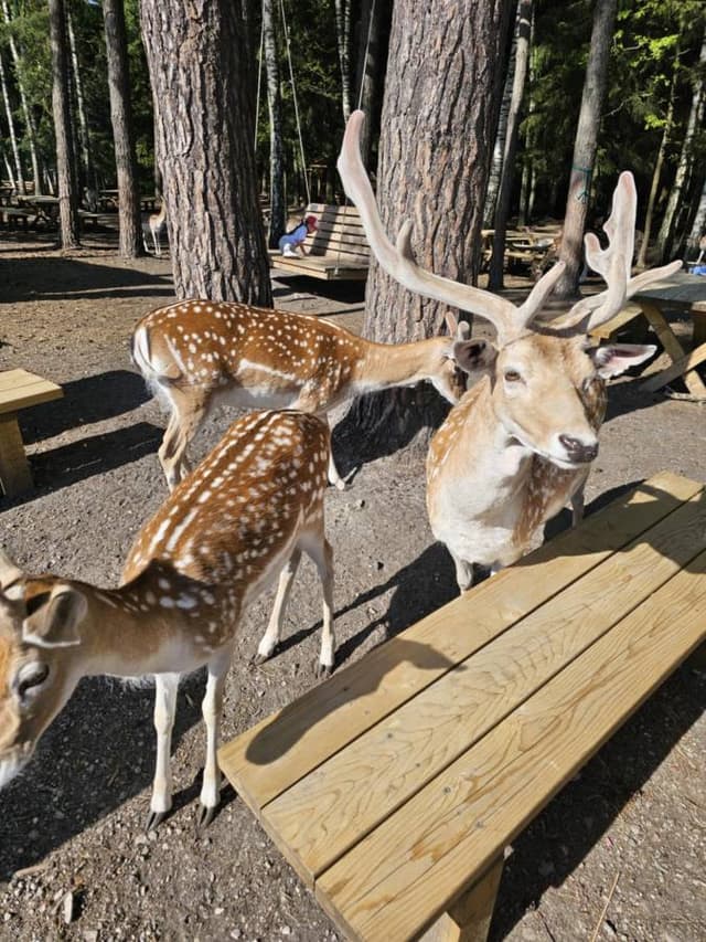 Photo 1 by Julija K. about hiring a Skoda Fabia STW in Kaunas (02.06.25)