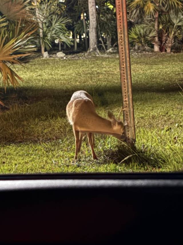 Photo 3 by Masika H. (1/4/26)