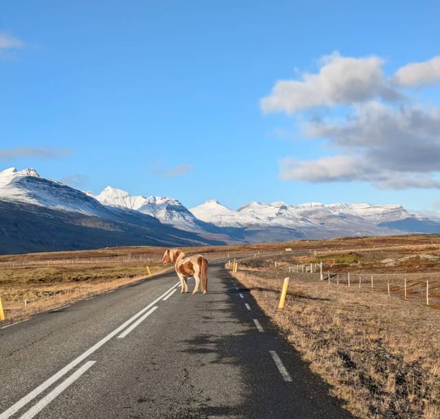 Photo 2 par Patrick H. sur la location d'un Dacia Duster en Islande (15/10/24)