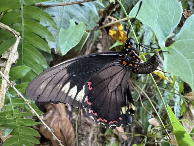 Photo 1 by Richard D. about hiring a Suzuki Sierra in Trinidad and Tobago (30/03/26)