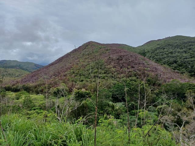 Photo 2 by Martine C. (1/26/24)