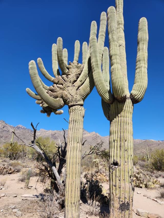 Photo 2 by Jean S. (2/27/25)