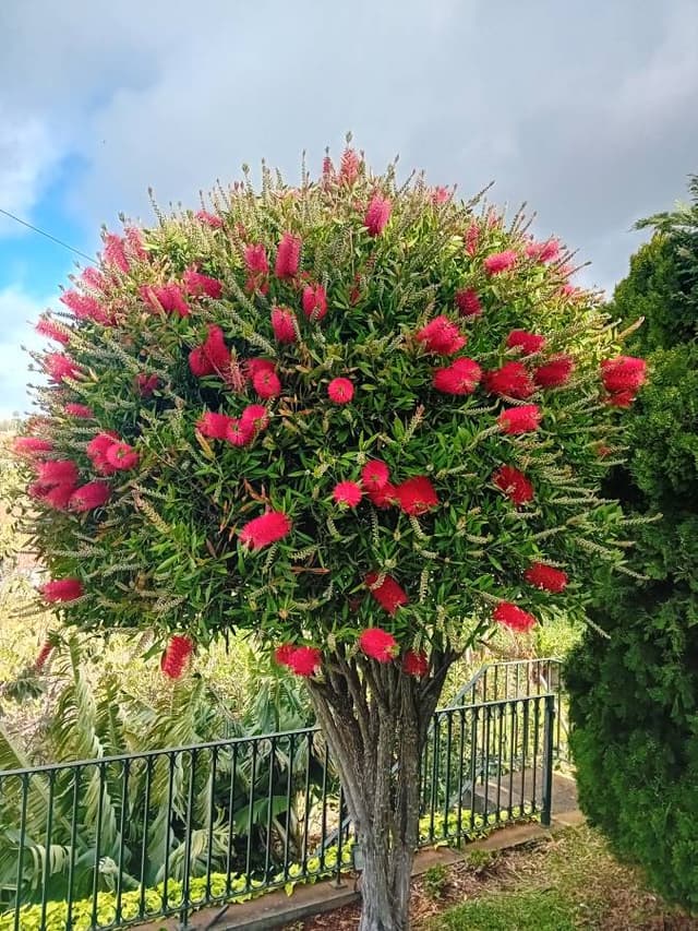 Photo 6 by christophe S. about renting a Renault Captur in Madeira (4/13/25)