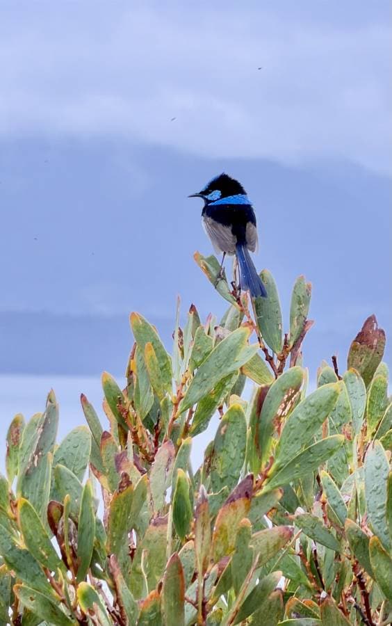 Photo 1 by Anthea H. (11/5/25)