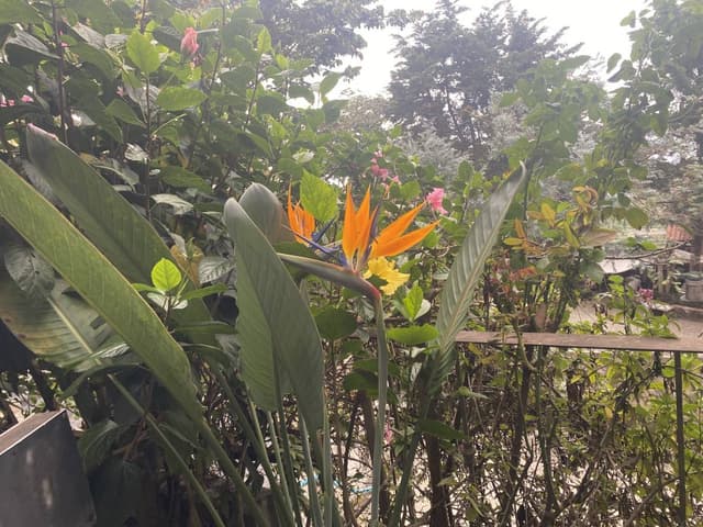 Photo 3 by Joel S. about renting a Hyundai Creta in San Salvador (3/10/25)