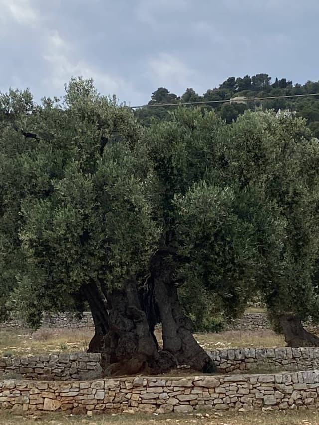 Photo 1 par JEAN MARC R. sur la location d'un Citroen C3 Aircross à Brindisi (19/05/24)