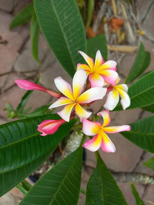 Foto de Leonel A. sobre el alquiler de un Kia Picanto en el aeropuerto de Oranjestad Reina Beatriz (16/5/23)