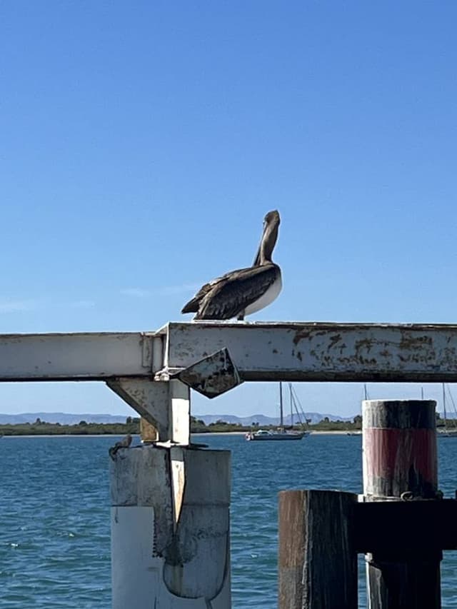 Photo 2 by Adrian P. (3/12/26)