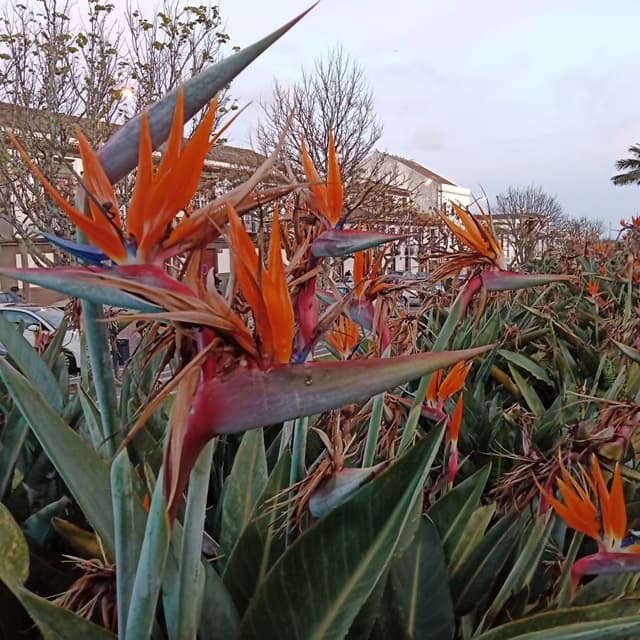 Photo 4 par Claude P. sur la location d'un Peugeot 2008 à Ponta Delgada (26/03/24)