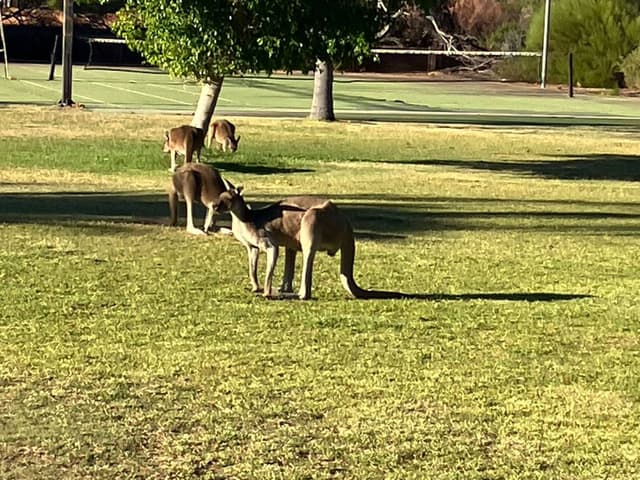 Photo by Peter M. about hiring a MG 3 at Perth Airport (30/03/24)